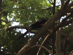 Phoeniculus purpureus angolensis