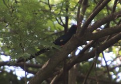 Phoeniculus purpureus angolensis