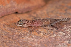 Pachydactylus affinis