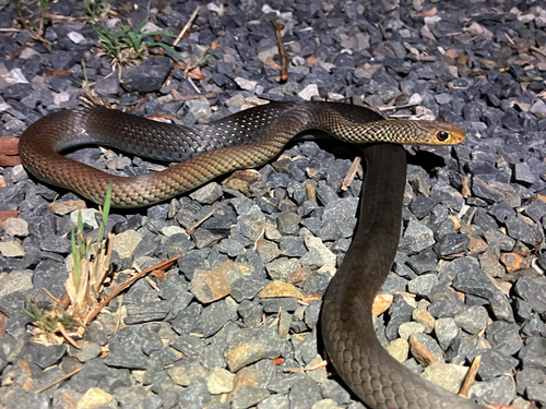 Lesser Black Whipsnake sighting