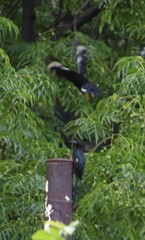 Phoeniculus purpureus angolensis