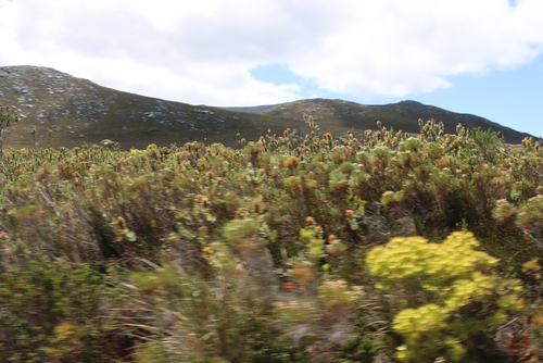 Marsh Pagoda-bush (Mimetes hirtus)