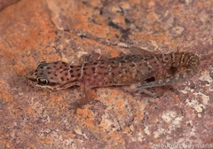 Pachydactylus affinis
