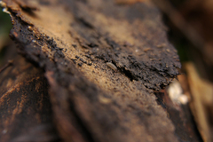 Porcellium collicola