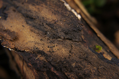 Porcellium collicola