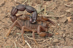 Parabuthus granulatus