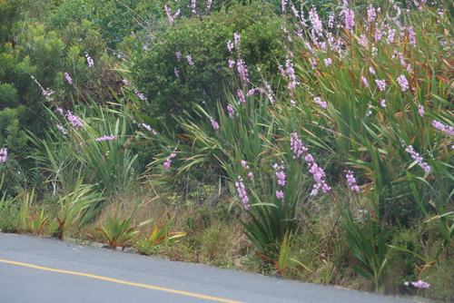 Wand Watsonia (Watsonia marginata)