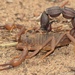 Granulated Thick-tailed Scorpion - Photo (c) Joubert Heymans, some rights reserved (CC BY-NC-ND), uploaded by Joubert Heymans