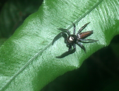 Colopsus