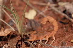 Parabuthus mossambicensis