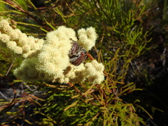 Trichostetha capensis oweni