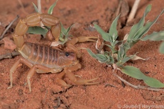 Parabuthus mossambicensis
