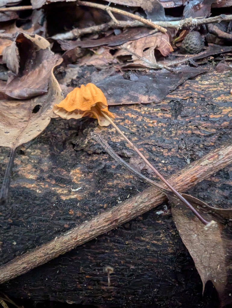Marasmius siccus · November 2025 · photo: © atsushi_nakajima_cirque (iNaturalist, cc-by)