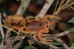 Parabuthus mossambicensis