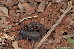 Parabuthus transvaalicus