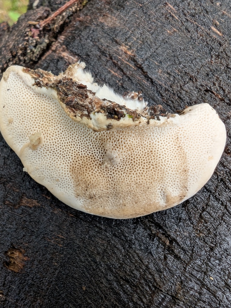 Trametes orientalis · November 2025 · photo: © atsushi_nakajima_cirque (iNaturalist, cc-by)