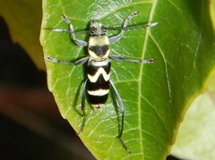 Chlorophorus curtisi
