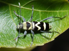 Chlorophorus curtisi