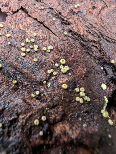 Chlorosplenium chlora