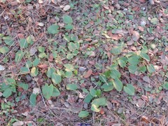 Arisarum