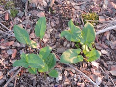 Arisarum