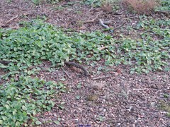 Arisarum