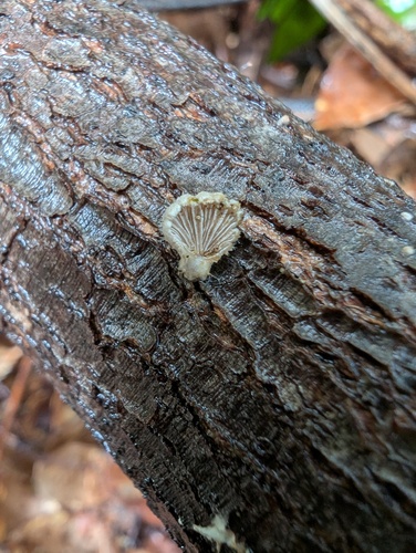 Schizophyllum commune