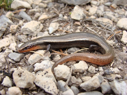 Tamaulipan Shortnose Skink