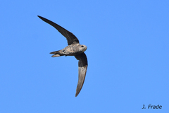 Mottled Swift photo 1