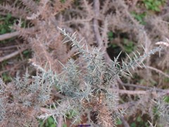 Ulex eriocladus