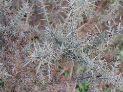 Ulex eriocladus