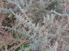 Ulex eriocladus