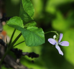 Viola sacchalinensis