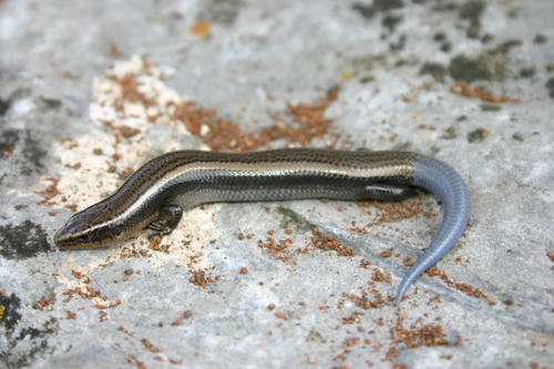 Tamaulipan Shortnose Skink