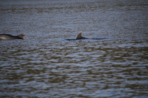 Tursiops truncatus