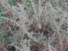Ulex eriocladus