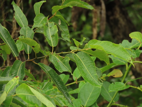 Salix kusanoi, photograph 2