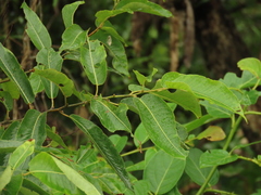 Salix kusanoi, photograph (c) chiuluan, some rights reserved (CC BY)