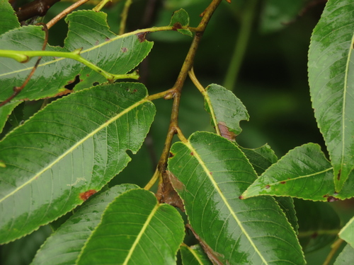 Salix kusanoi