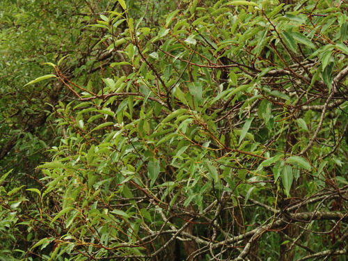 Salix kusanoi, photograph 5