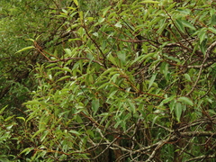 Salix kusanoi, photograph (c) chiuluan, some rights reserved (CC BY)