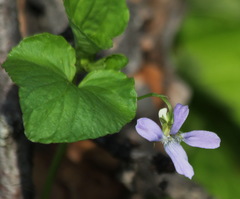 Viola sacchalinensis