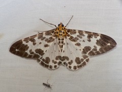 Dilophodes elegans