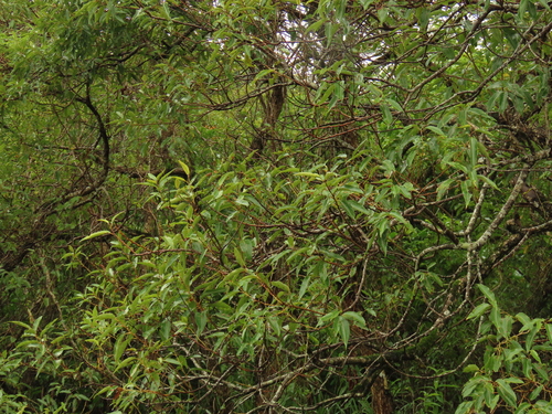 Salix kusanoi, photograph 1