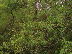 Salix kusanoi, photograph (c) chiuluan, some rights reserved (CC BY)