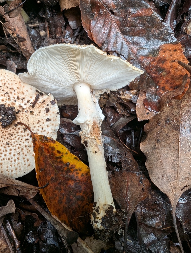 Echinoderma asperum · November 2025 · photo: © atsushi_nakajima_cirque (iNaturalist, cc-by)