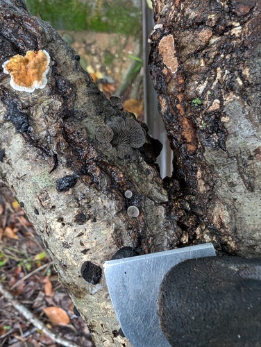 Resupinatus trichotis