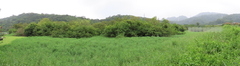 Salix kusanoi, photograph (c) chiuluan, some rights reserved (CC BY)
