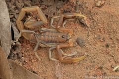 Uroplectes planimanus