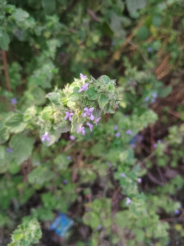 Wide Spikenard